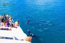 Dolphin House Speedboat Trip - Hurghada